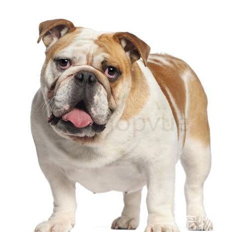 小斗牛犬怎么养