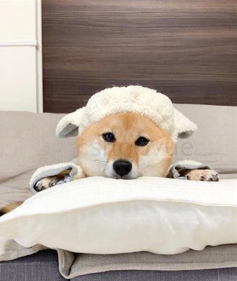 怎么样养柴犬不咬人