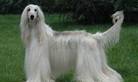 阿富汗猎犬怎么养的