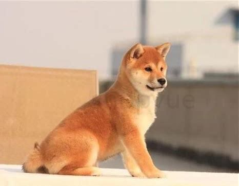 怎么样养柴犬