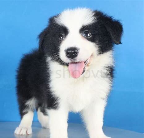 刚买回来的边牧幼犬怎么养