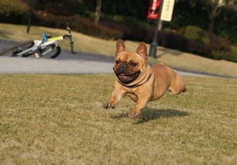 小斗牛犬怎么养的
