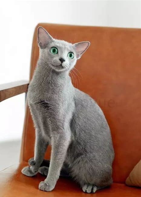 俄罗斯蓝猫如何养更粘人,俄罗斯蓝猫怎么养 俄罗斯蓝猫如何养更粘人,俄罗斯蓝猫怎么养