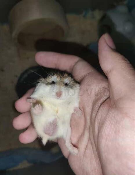 仓鼠老婆婆怎么养龙猫的磨牙石仓鼠可以用吗
