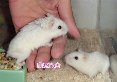 仓鼠老婆婆怎么养