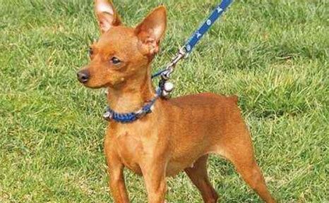 小鹿犬幼犬如何养好,小鹿犬幼犬怎么养