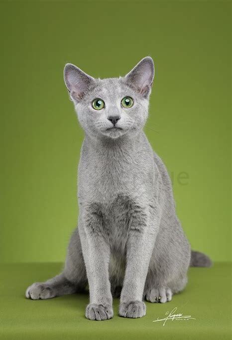 俄罗斯蓝猫如何养更粘人,俄罗斯蓝猫怎么养 俄罗斯蓝猫如何养更粘人,俄罗斯蓝猫怎么养