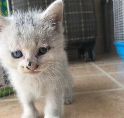 捡到小奶猫怎么养