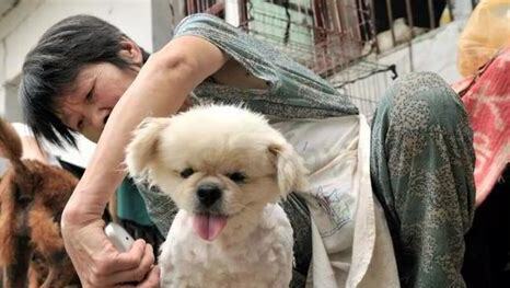 如果妈妈不让养狗如何办,妈妈不让养狗怎么办