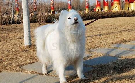 怎么养好一只萨摩耶