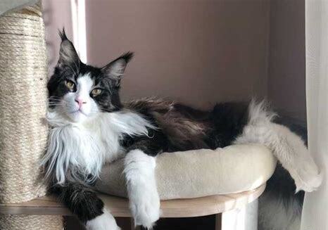 缅因猫怎么养