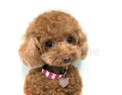 一个多月小泰迪如何养胖,一个多月小泰迪怎么养