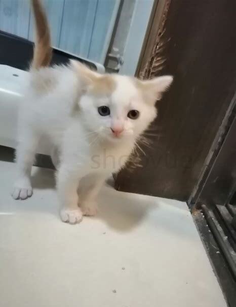 一个月的小猫如何养,一个月的小奶猫怎么养