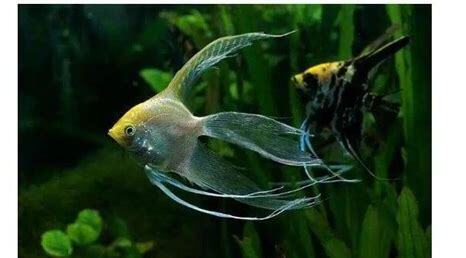 熊猫燕鱼怎么养