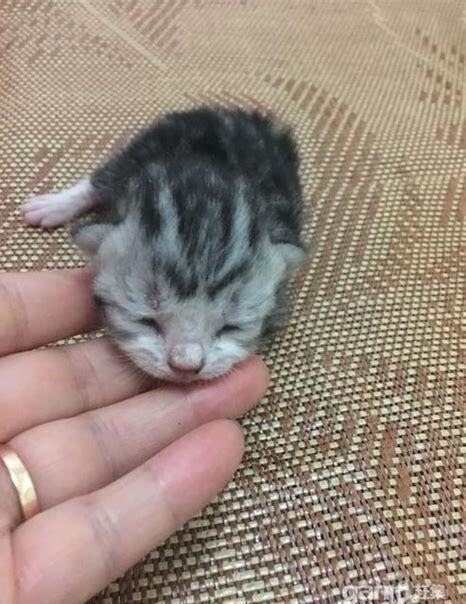 新生小猫怎么养活 新生小猫怎么养活