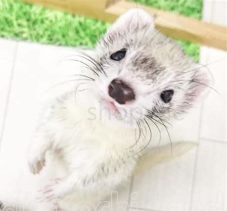 小貂怎么养