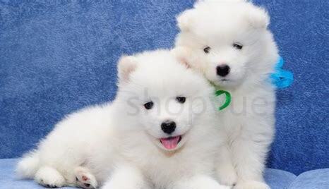 三个月以前的萨摩耶幼犬怎么养