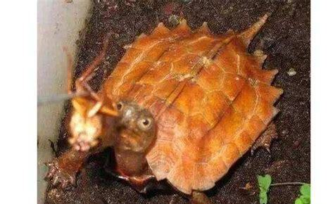 枯叶龟怎么养