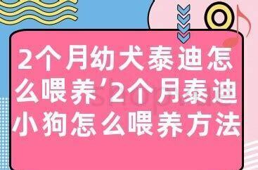 5个月的泰迪怎么养活