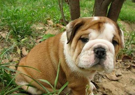英国斗牛犬怎么养的