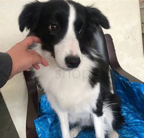 上班族怎么养边牧狗 上班族怎么养边牧狗