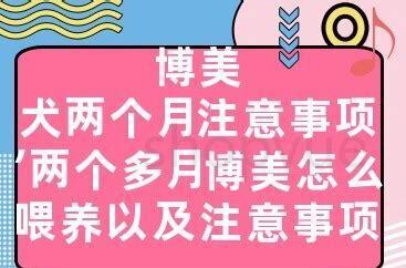 两个月博美如何养,需要注意啥,两个月大的博美怎么养