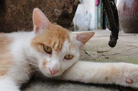 新养的猫不吃东西如何办,新养的猫怎么不吃东西