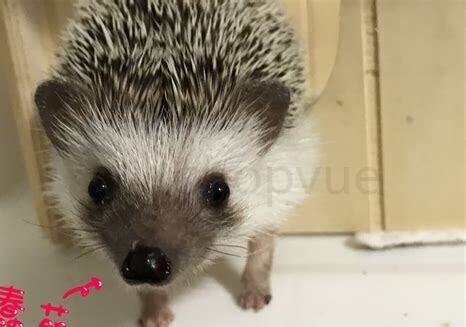 普通刺猬怎么养