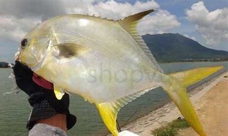 蝙蝠鲳鱼怎么养