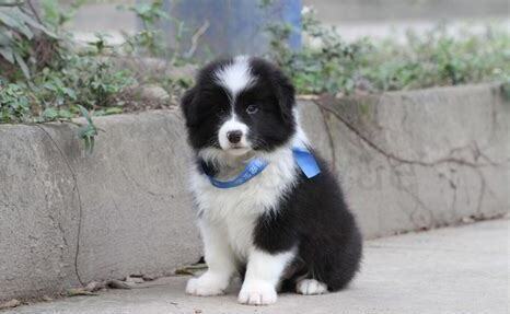 两个月牧羊犬怎么养最好