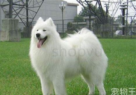 三个月以前的萨摩耶幼犬怎么养