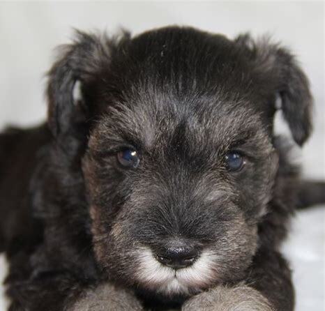 雪纳瑞幼犬怎么养好