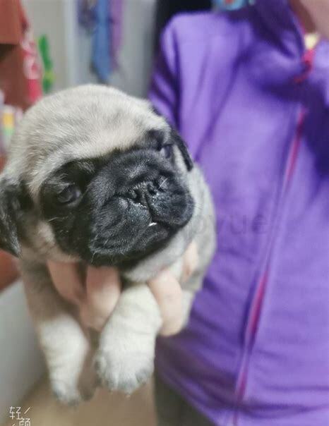 小巴哥怎么养 小巴哥怎么养