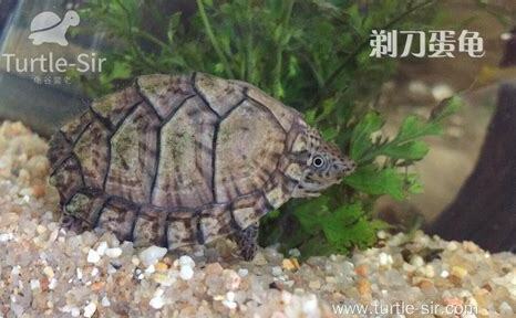 剃刀龟苗怎么养出精品 剃刀龟苗怎么养出精品