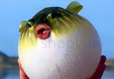 宠物河豚怎么养殖