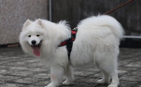 萨摩耶怎么养才好呢