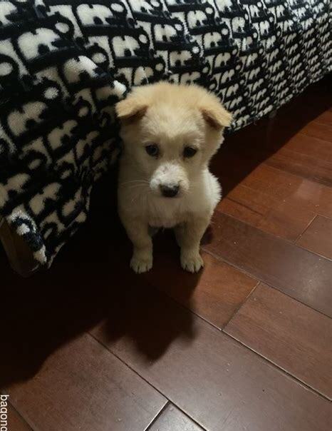 两个多月的狗狗怎么养 两个多月的狗狗怎么养