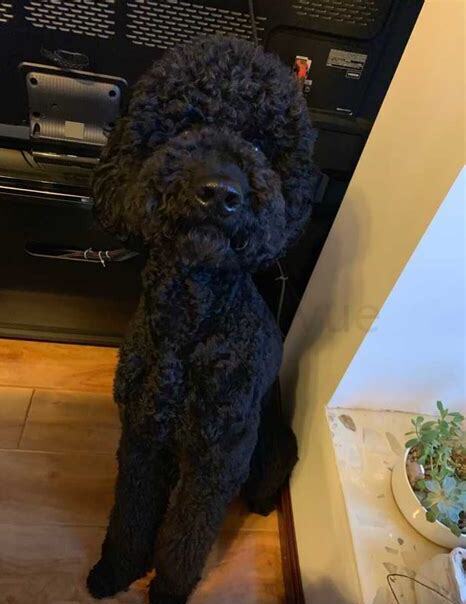 3个月的贵宾,三个月贵宾怎么养