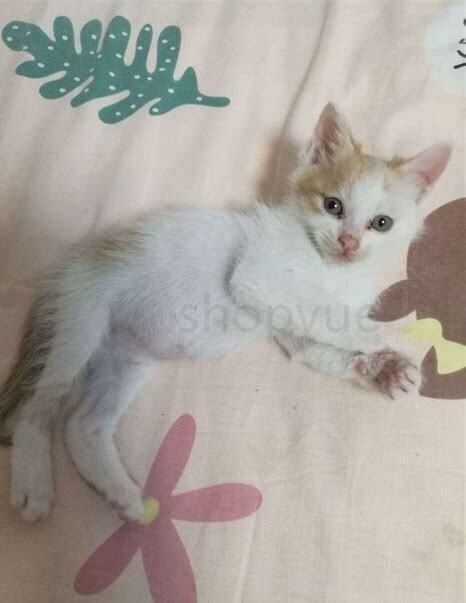 小猫吃什么食物除了猫粮,一个月大的小猫怎么养 小猫吃什么食物除了猫粮,一个月大的小猫怎么养