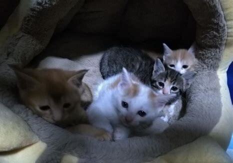 一个月小奶猫怎么养活冬天
