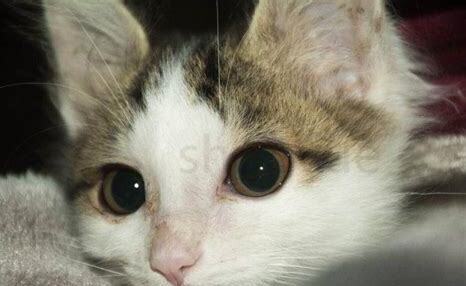 公猫母猫怎么一起养