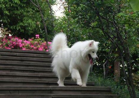 萨摩耶夏天怎么养护好