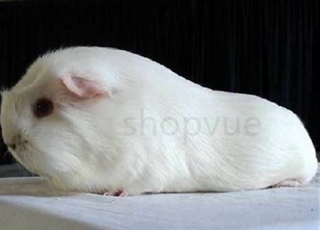 一只豚鼠多少元