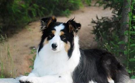 两个月牧羊犬怎么养