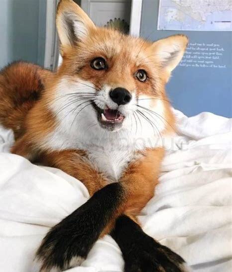 宠物狐狸怎么养