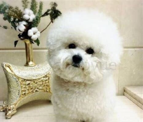 比熊犬智商相当于几岁 比熊犬智商相当于几岁