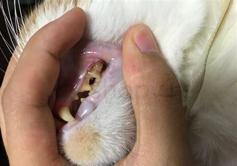 三个月的猫咪怎么养