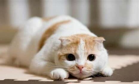 新养的猫不吃东西如何办,新养的猫怎么不吃东西