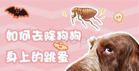 养狗有跳蚤怎么办