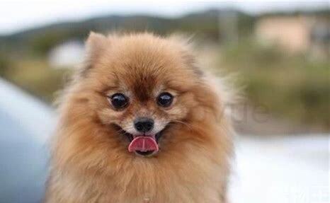 博美犬怎么养吃什么
